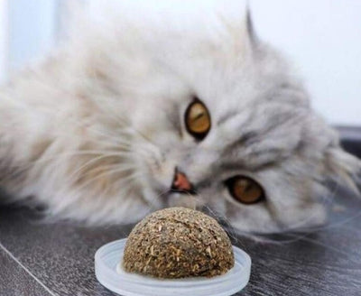 Brinquedo para Gato - Bolinha de CATNIP - MagazineInnovar