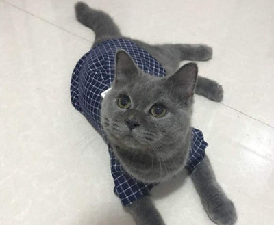 Camisa e Colete Pet - Super Elegante - MagazineInnovar